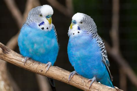 Blue Parakeets | Blue parakeet, Parakeet, Parakeet cage