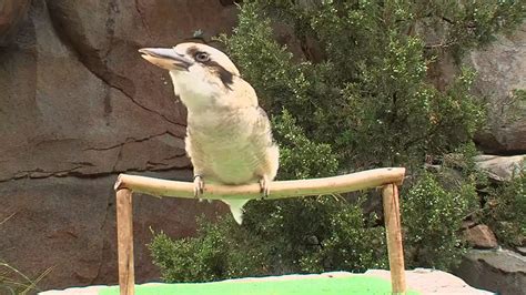 What Does a Kookaburra Call Sound Like? - NWF | Ranger Rick