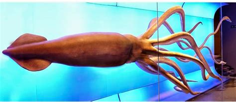 Giant Squids: Find out about their characteristics and much more