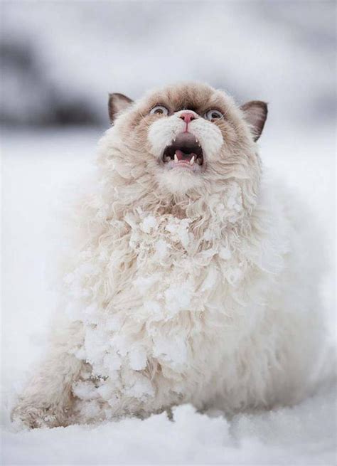 15 Extremely Cute Animals Playing in The Snow For the First Time - ViewKick