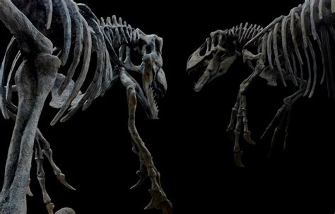 Utahraptor - Life sized 10 foot Complete Skeleton — The Prehistoric Store