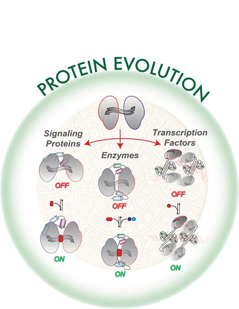 Protein structural dynamics underlie their evolution and adaptability ...