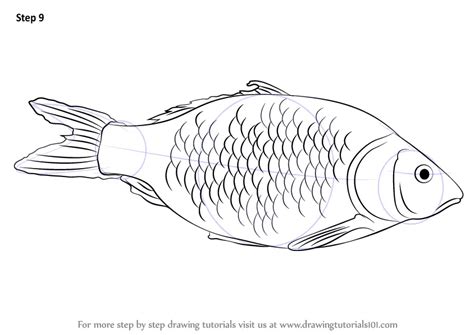 Learn How to Draw a Fish (Fishes) Step by Step : Drawing Tutorials