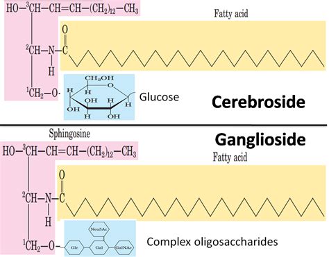 Difference between Cerebroside and Ganglioside