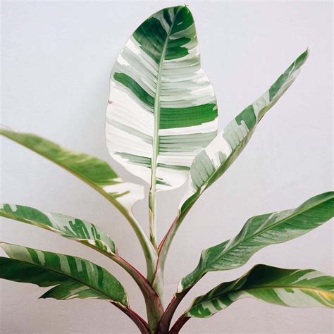 Banana -Aeae Variegated - Buy Plants Online | Pakistan Online Nursery