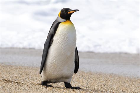 10 Amazing Facts about Penguins – 2023 Hummingbirds Plus