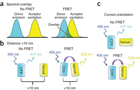 FRET Analysis_Molecular Biology Services_Custom Services_Leading ...