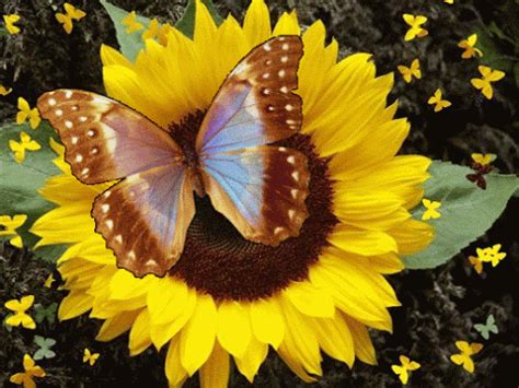 Beautiful colorful pictures and Gifs: Imagenes de Butterfly (Mariposas ...