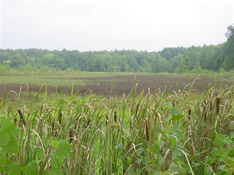 Black Swamp Audubon Reserve – A Cozy Refuge | Black Swamp Conservancy