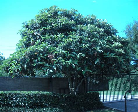 Exotic Fruit Trees: Loquat Fruit Tree