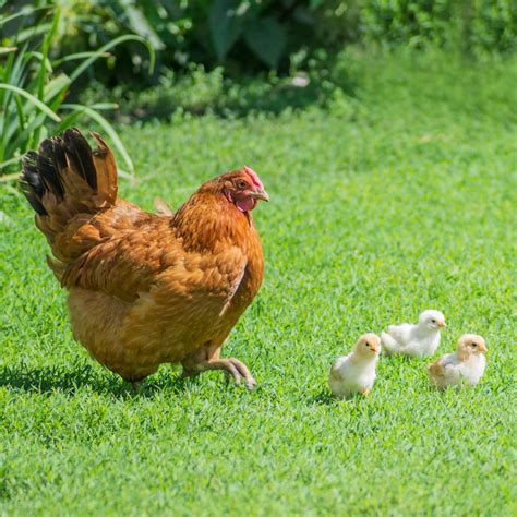 New Hampshire Chickens - Fast Growing Superstars - Pampered Chicken ...