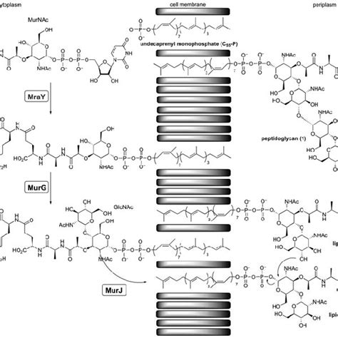 Biosynthesis of peptidoglycan. | Download Scientific Diagram