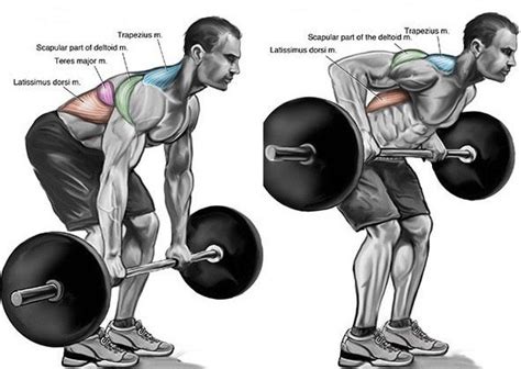 Bent Over Supinated Row: Basic Execution Guide