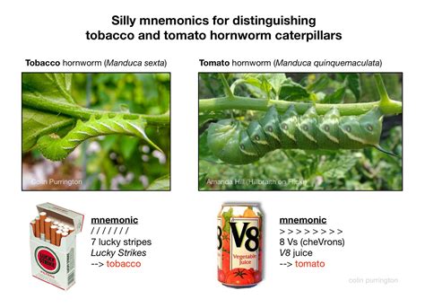 Tomato Hornworm Life Cycle