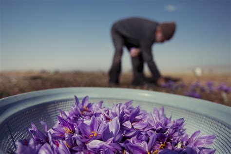 Saffron Festival - Iran