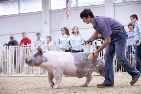 2019 NBS Junior Classic Crossbred Market Hog Show | National Swine Registry