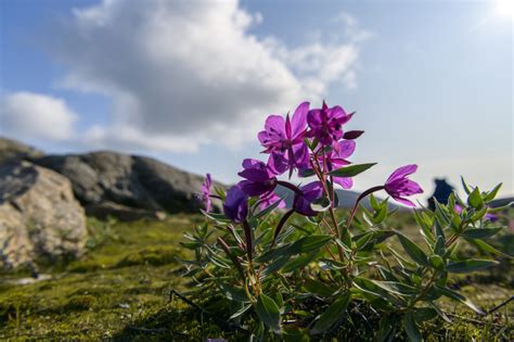 Arctic Flowers, Trees, and Other Plant Life