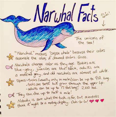 Puns & Trivia — Narwhal Facts because narwhals.