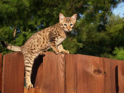 Largest Cat Breeds | Choosing The Right Cat For You | Cats | Guide