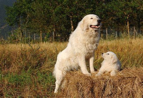 5 Essential Facts About Maremma Sheepdogs | Greenfield Puppies