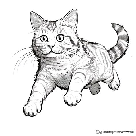 Tabby Cat Coloring Pages - Free & Printable!