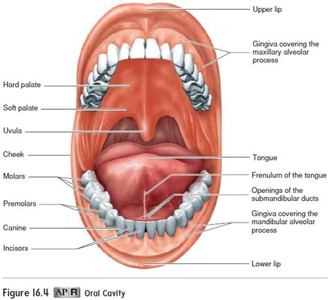 Anatomy of Oral Cavity, Pharynx, and Esophagus