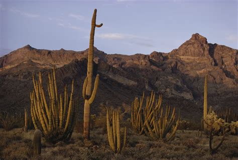 Desert Biome Climate