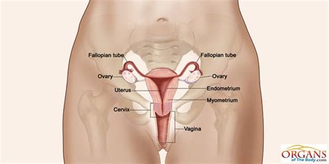 Fallopian Tubes Function & Location in Female Reproductive System