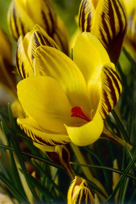 14 Beautiful Crocus Varieties to Plant