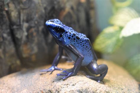 Blue Poison Dart Frog - Potawatomi Zoo