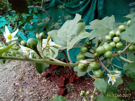 Turkey Berry or Sundaikaai (Solanum Torvum) Seeds - Rangamalai Organic ...