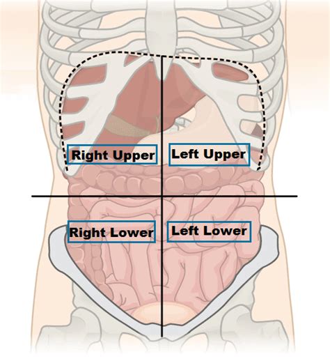 Abdominal Organs Diagram In Quadrants