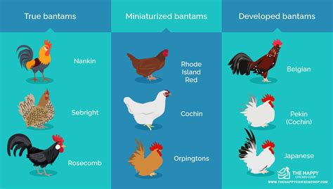 Bantam Chickens: Breeds, Egg Laying, Size and Care Guide