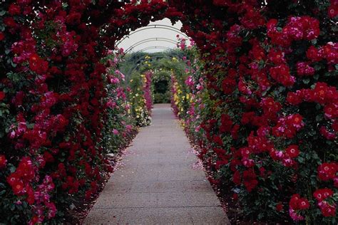 Rose Flower Garden Wallpapers - Wallpaper Cave