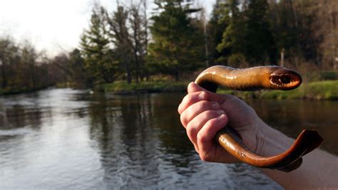 Officials: Sea lamprey numbers down across Great Lakes - DaftSex HD