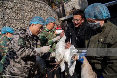 A veterinarian injects avian flu vaccine into a goose at the Taiyuan ...