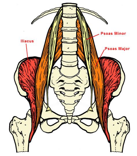 Psoas: The Tender Loin | CoreWalking