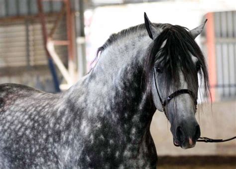 Andalusian | Andalusian horse, Horses, Horse breeds