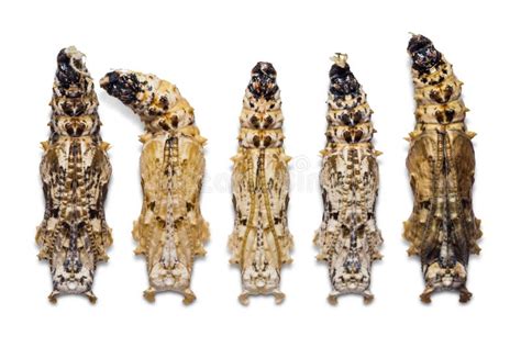 175 Leopard Lacewing Pupa Stock Photos - Free & Royalty-Free Stock ...