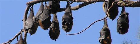 Bat Habitat - Bat Facts and Information