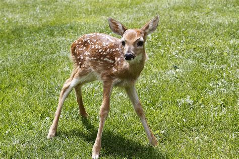 Spotted Fawn - Thru Our Eyes Photography | Linton Wildlife Photos