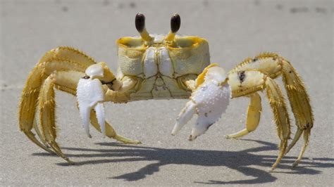 Why are they called Ghost crabs? How big do they get?