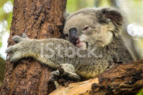 Koala Sleeping on A Tree Stock Photos - FreeImages.com