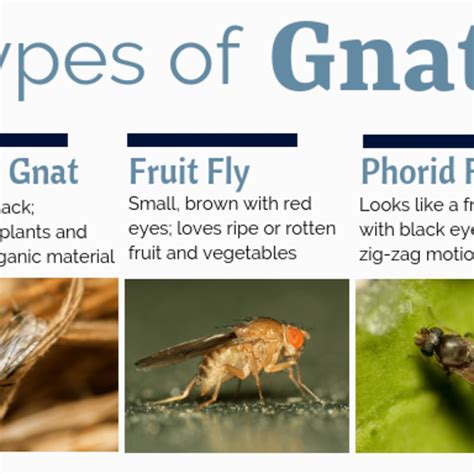 Fruit Flies Vs Gnats