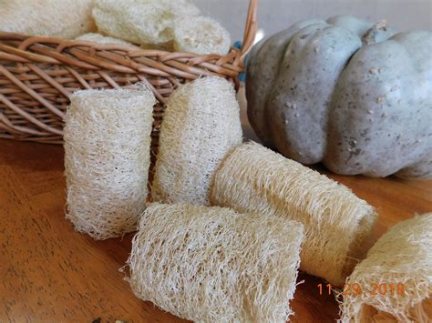 Luffa Seeds, Loofah Seeds by Little Sprouts - Etsy