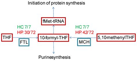 Distribution of pathways for the synthesis of 10-formyltetrahydrofolate ...