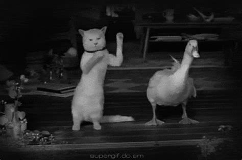 Pin on Funny Gifs☻ | Funny gif, Dancing cat, Cat gif