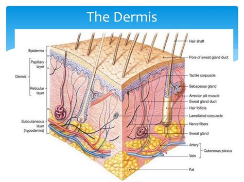 PPT - Basic Skin Structure PowerPoint Presentation, free download - ID ...