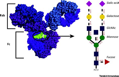 The Immunoregulatory Roles of Antibody Glycosylation: Trends in Immunology