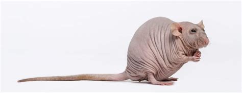 Hairless Rats: What You Need To Know